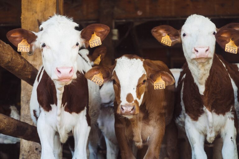 Welcome to the Farm: Our Custom Upgraded Creality Printers